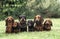 Wire-Haired, Smooth-Haired and Long-Haired Dachshund standing on Grass