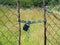 Wire netted fence locked by metail chain and padlocked