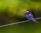 Wire Tail Swallow Juvenile shouldered Shot