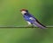 Wire Tail Swallow looking into sky