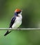A Wire Tail Swallow perching on a wire