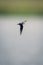 Wire-tailed swallow flies across river in sunshine