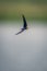 Wire-tailed swallow flies along river in sunshine