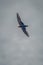 Wire-tailed swallow flies over river in sun