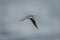 Wire-tailed swallow flies over river in sunshine