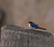 Wire-tailed Swallow in The Gambia