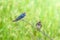 Wire-tailed Swallow , Little bird on top leaf rice.rice filed