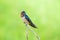 Wire-tailed Swallow , Little bird on top leaf rice.rice filed