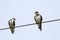 Wire tailed swallows