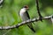 Wire-Tailes swallow with mud for nest building