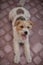 Wired fox terrier dog