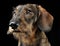 Wired hair dachshund portrait in a black photo studio