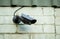 Wired surveillance camera mounted on brick wall near roof