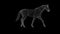 Wireframe 3d horse walk, seamless loop, against black