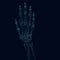 Wireframe of the skeleton of a human hand made of blue lines with glowing lights on a dark background. 3D. Vector