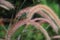 Wiregrass dogstail