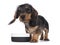 Wirehair Kanninchen Dachshund pup on white