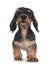 Wirehair Kanninchen Dachshund pup on white