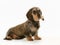 Wirehaired dachshund dog