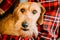 Wirehaired Dachshund Sits In Hands Of Mistress. Close Up Dog Portrait