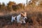 Wirehaired Jack Russell Terrier puppy running in an autumn field