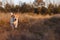 Wirehaired Jack Russell Terrier puppy running in an autumn field