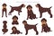 Wirehaired Pointing Griffon clipart. Different poses, coat colors set