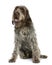 Wirehaired Pointing Griffon, sitting