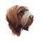 Wirehaired Pointing or Korthals Griffon dog breed portrait isolated on white. Digital art illustration, animal watercolor drawing