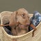 Wirehaired Vizsla, Hungarian Pointer,  puppy sitting in a wicker shopping basket