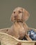 Wirehaired Vizsla, Hungarian Pointer,  puppy sitting in a wicker shopping basket