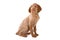 Wirehaired Vizsla puppy