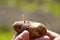 The wireworm is the larva of a beetle of the click beetle on potatoes closeup