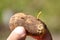 The wireworm is the larva of a beetle of the click beetle on potatoes closeup