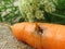 Wireworm larvae - a pest of carrots