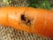 Wireworm larvae - a pest of carrots