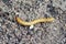 Wireworms - Larvae of Agriotes a species of beetle from the family of Elateridae commonly known as the lined click beetle