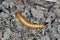 Wireworms - Larvae of Agriotes a species of beetle from the family of Elateridae commonly known as the lined click beetle