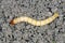 Wireworms - Larvae of Agriotes a species of beetle from the family of Elateridae commonly known as the lined click beetle