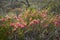 Wiry honey myrtle bush â€“ Endemic wild flower in Western Australia