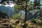 Wiry Tree on the Ridge of Royal Gorge