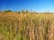 Wisconsin cattail marsh landscape