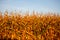 Wisconsin cornfield ready for harvest in September