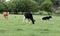 Wisconsin Dairy cows on a green pasture