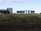 Wisconsin farm scene in the spring with young corn rows in foreground