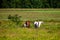 Wisconsin horses feeding in a pasture in August