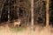 Wisconsin White-tailed buck deer in November