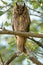 Wise bird of long-eared owl sitting on tree branch