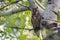 Wise bird of long-eared owl sitting on tree branch