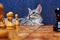 A wise cat looks at the chess position. Cat at the retro chessboard. Vintage chess pieces on the Board near the pet